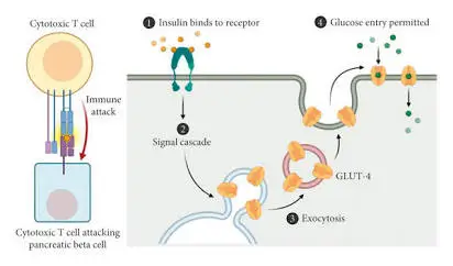 Cellular Mechanism of Insulin